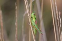 Euthystira brachyptera brachyptera