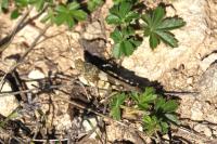 Oedipoda caerulescens caerulescens