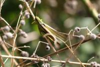 Stethophyma grossum