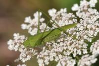 Phaneroptera falcata