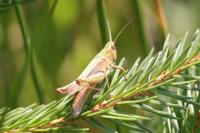 Chorthippus dorsatus dorsatus