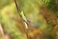 Euthystira brachyptera brachyptera