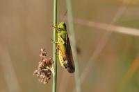 Stethophyma grossum
