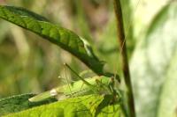 Phaneroptera falcata