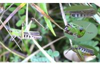 Stenobothrus lineatus lineatus