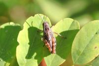Calliptamus italicus