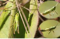 Euthystira brachyptera