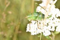 Barbitistes serricauda