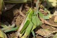 Mecostethus parapleurus parapleurus