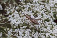 Oecanthus pellucens pellucens