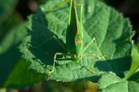 Phaneroptera nana