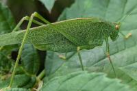 Phaneroptera nana