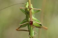 Bicolorana bicolor