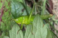 Ruspolia nitidula