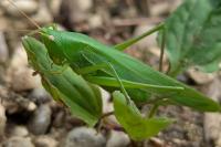 Ruspolia nitidula