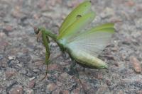 Mantis religiosa