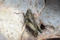 Tetrix undulata