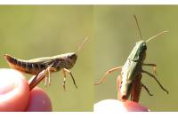 Pseudochorthippus parallelus parallelus
