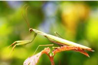 Mantis religiosa