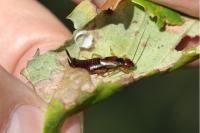 Forficula auricularia