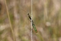 Mantis religiosa
