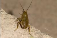 Ectobius lapponicus