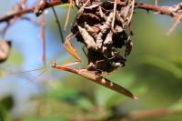 Mantis religiosa