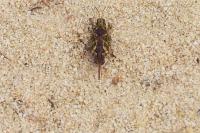 Tetrix ceperoi ceperoi