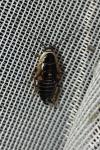 Ectobius sylvestris