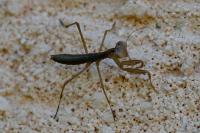 Mantis religiosa