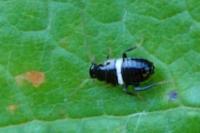 Planuncus vinzi