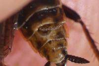 Ectobius lapponicus