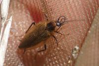 Ectobius lapponicus