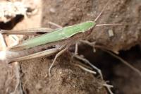 Chorthippus dorsatus dorsatus
