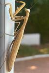 Mantis religiosa