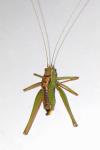 Leptophyes punctatissima