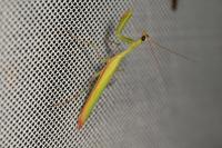 Mantis religiosa