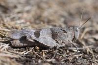 Oedipoda caerulescens caerulescens