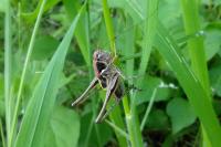 Platycleis albopunctata albopunctata