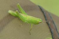 Mecostethus parapleurus parapleurus