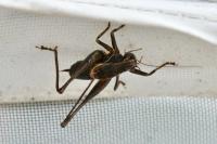 Pholidoptera griseoaptera