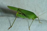 Phaneroptera