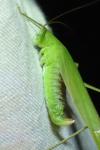 Phaneroptera