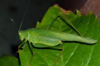 Phaneroptera nana