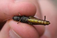 Omocestus rufipes