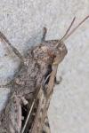 Chorthippus