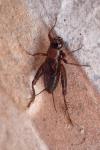 Nemobius sylvestris sylvestris