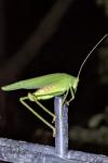 Phaneroptera nana