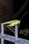 Phaneroptera nana
