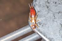 Forficula auricularia